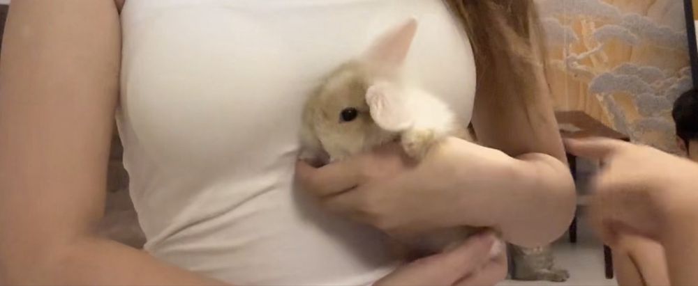 Продается кролик вислоухий