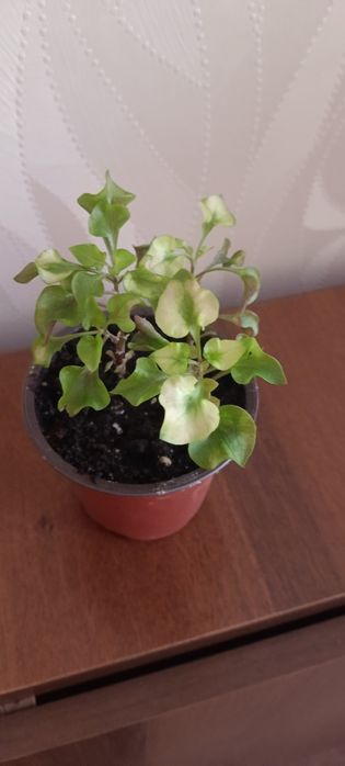 Продам  Фиалки, и др