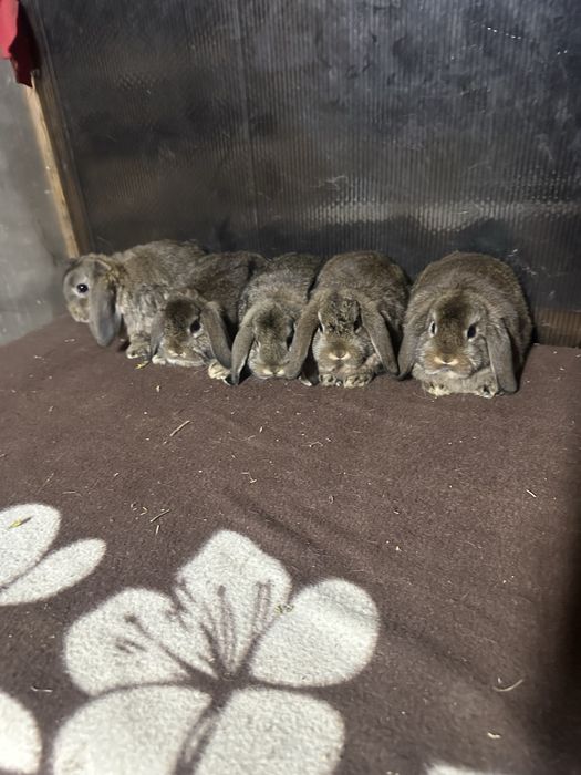 Iepuri berbec german pitic