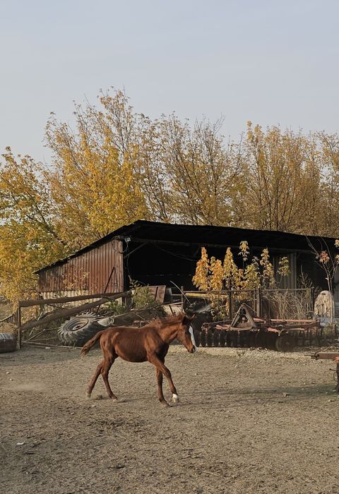 Продам жеребят полуторагодовалых