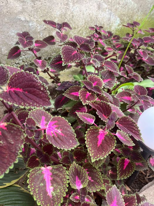 Колеус. Комнатное растение