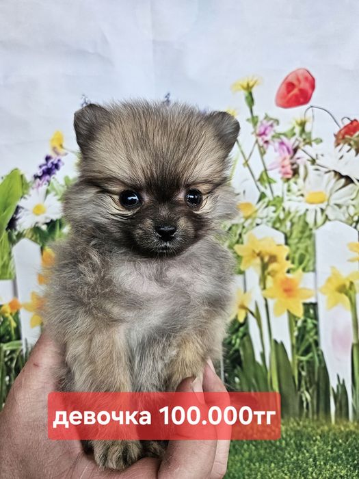 Ух ты какие милые шпицы