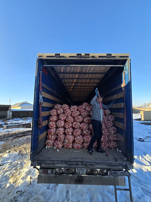 Лук белый, oq piyoz, pyoz, оптом белый лук , optom