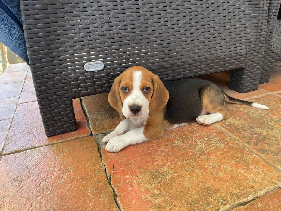 Beagle tricolor de top pedigree