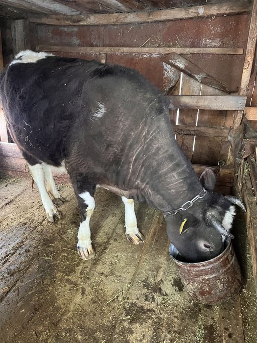 Продам тёлку, на откорме