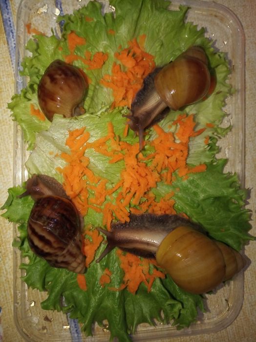 Косметологические Улитки ахатины