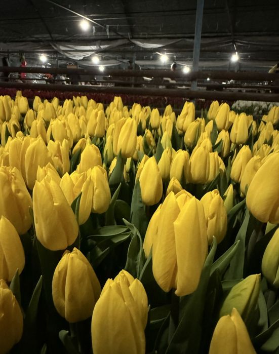 Тюльпаны цветы на 8 марта