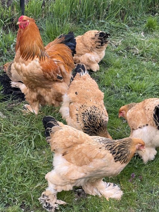 Oua incubat Brahma Columbia