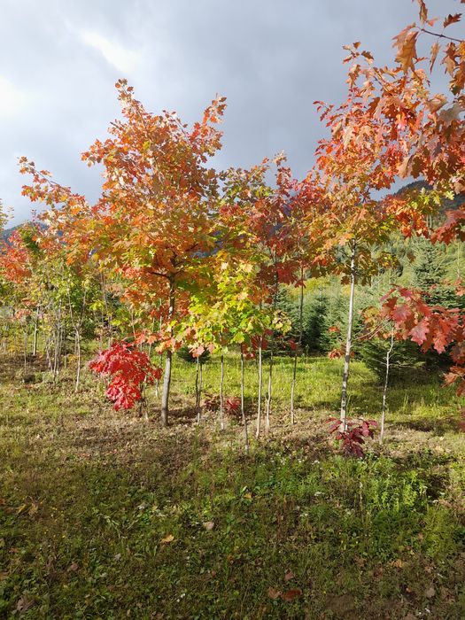 Braz ,mesteacăn,tei,arțar,pawlonia,plate ornamentale