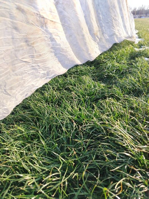 Готовый Газон. Рулонный газон. Дере