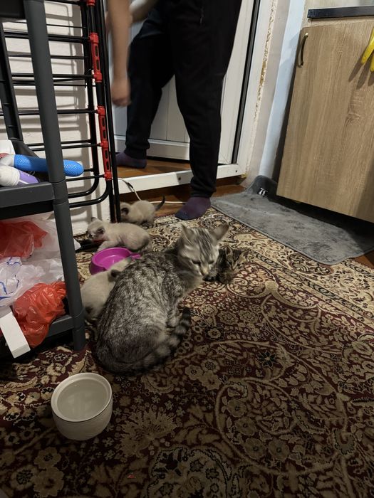 Отдам котят все мальчики