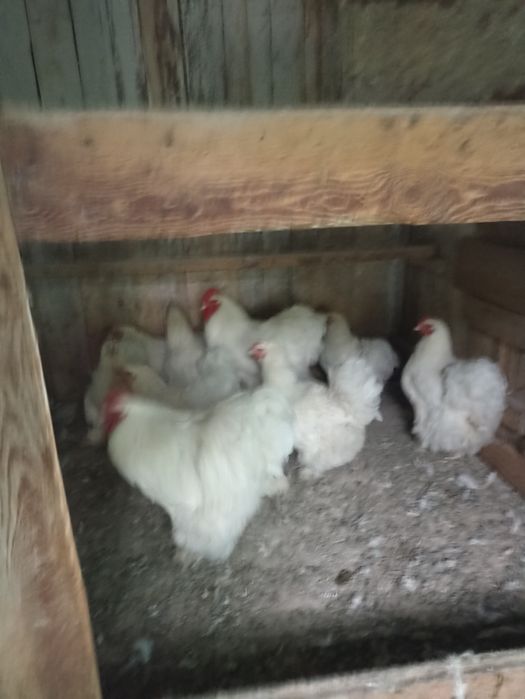 Продам цыплят белый кохи