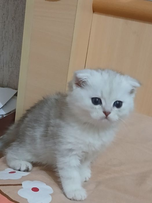 Срочно продам котенка. Серебристую вислоушку