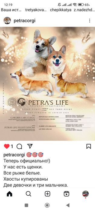 Продам щенков вельш корги пемброк