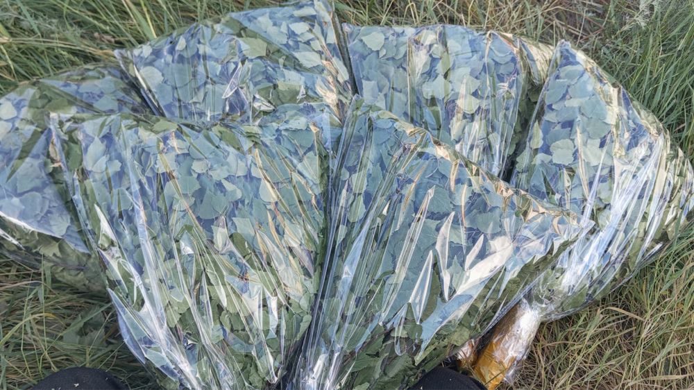 Веники береза и дуб