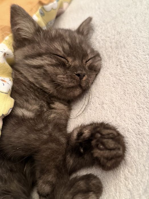 Котёнок 2 месяца