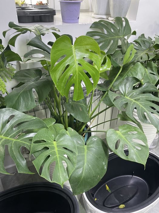 Комнатные растения