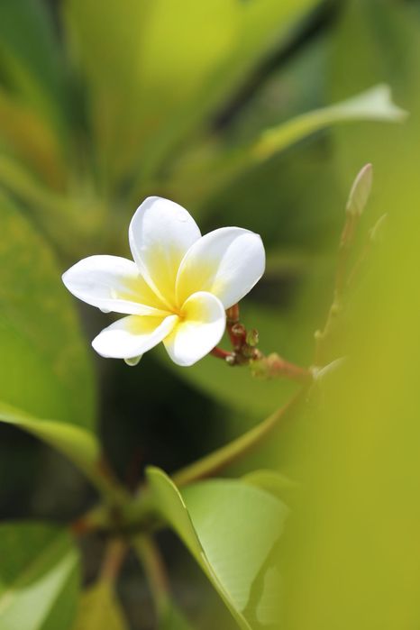 Объектив Canon 24-105