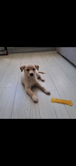 Tăndăluș pui de câine pentru adopție