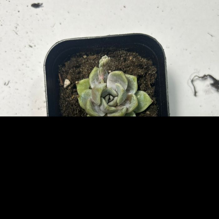 сукуленты, от 700 тенге