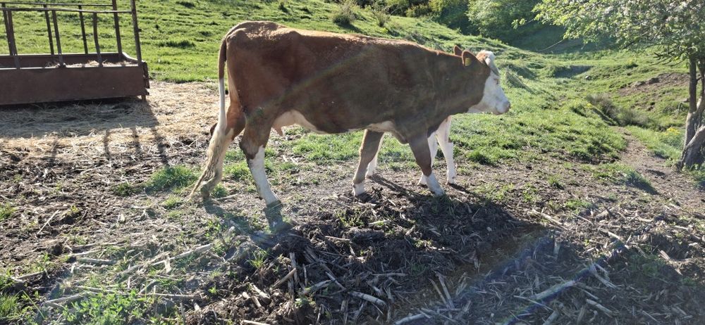 De vânzare vacă cu vitel