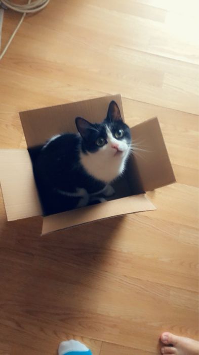 Присмотрю за вашим питомцем