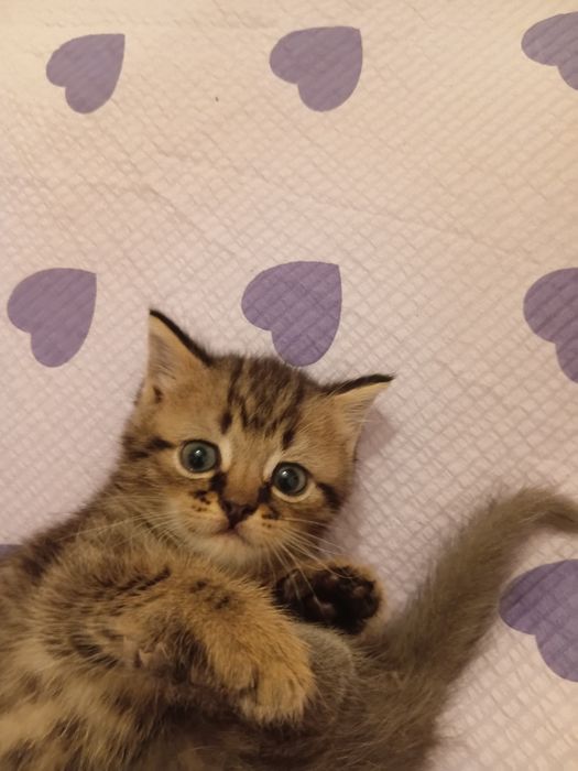 Британский котята
