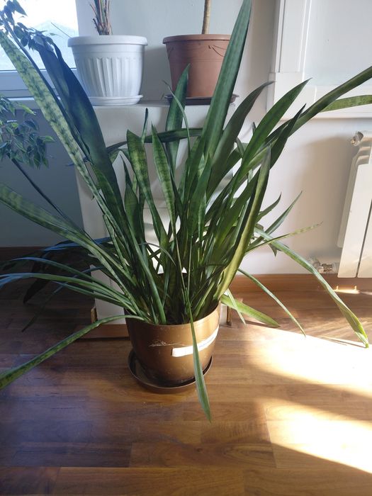 Продам Комнатные цветы