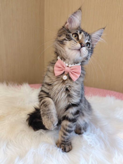 HONEY – Pui Maine Coon mascul, 3,5 luni | Pedigree | www.lynxrunecode.com