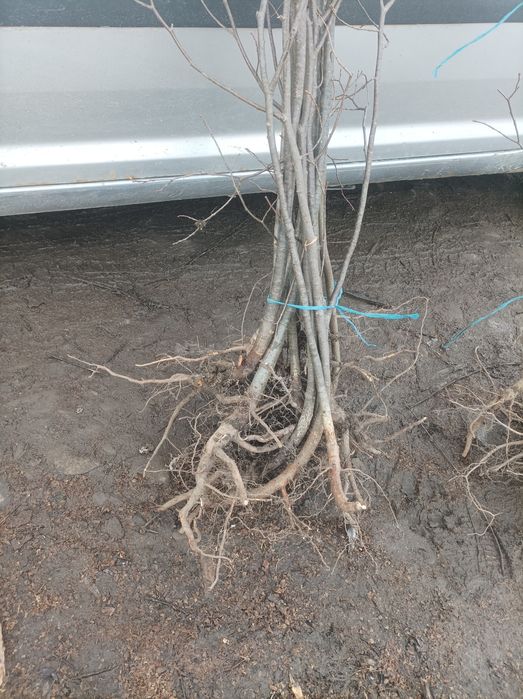 Avem pe stoc puieți de mesteacăn alb fag frasin Paltin primul an