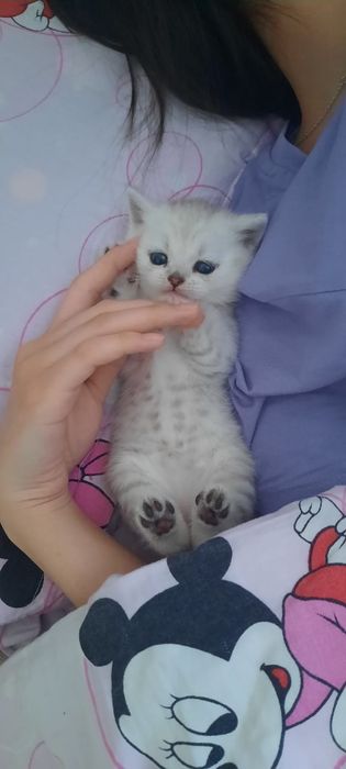 Продам котёнка Британский вискас
