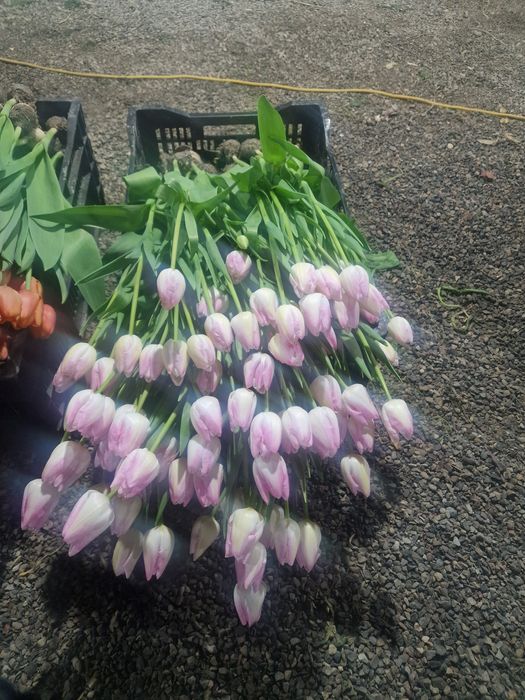 Тюльпаны крупные оптом