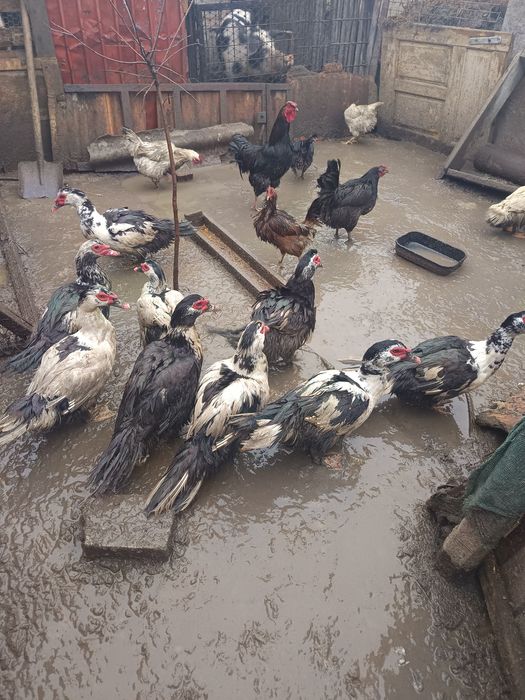 Vând rățoi pret 95 lei buc