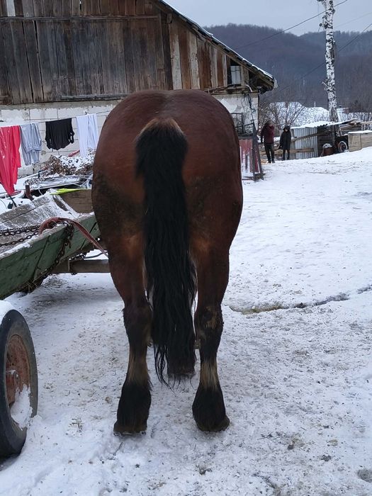 Iapă de 4 ani are 1,85m și 800kg