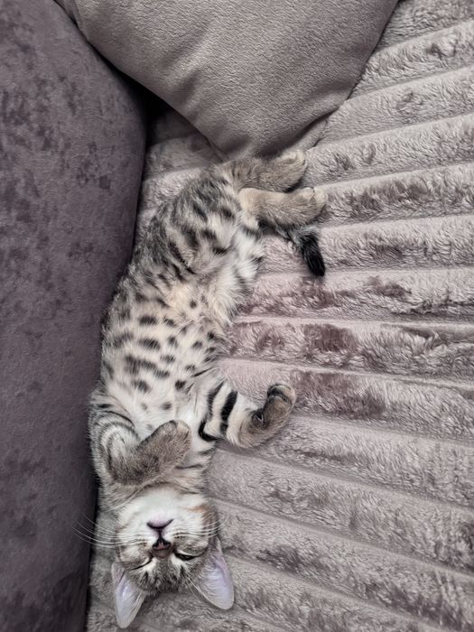 Кошка котенок кот