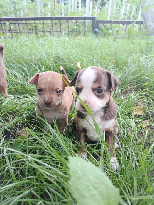 Щенки Чихуахуа Продам