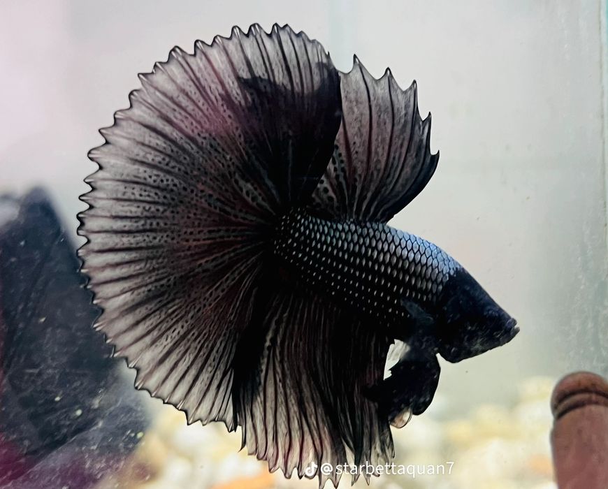 Петушок BETTA fish