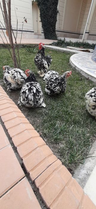 Кохини тухумлари сотилади