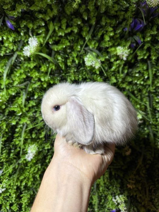 карликове кролики