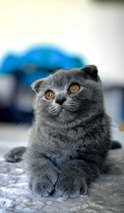 Шотландски клепоухи момченца