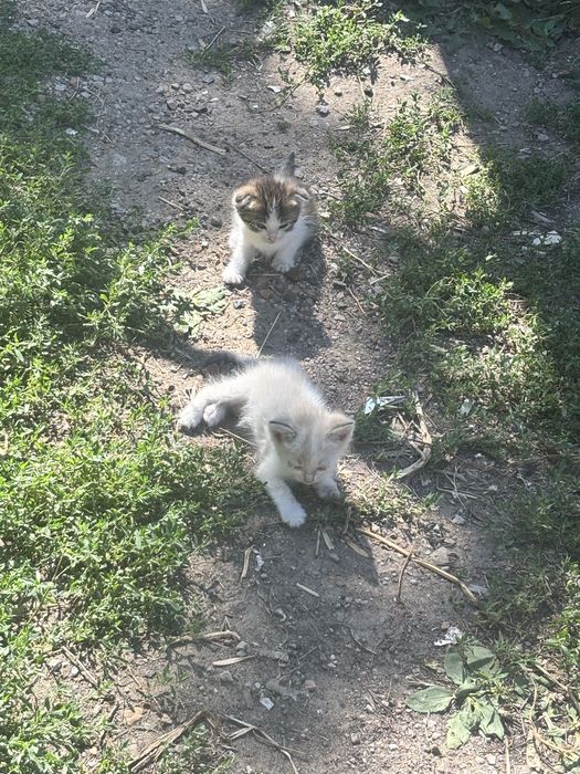 Котята , отдам бесплатно