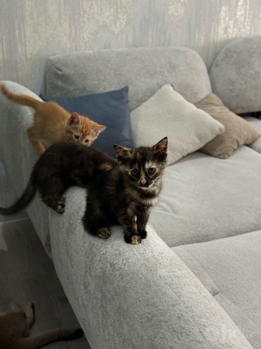Котята бесплатно