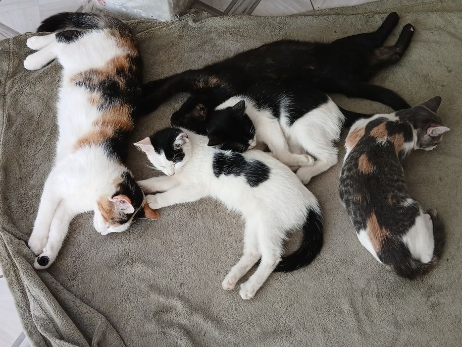 Срочно отдам в дар котенка