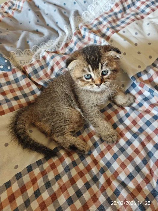 Синеглазые котята британцы