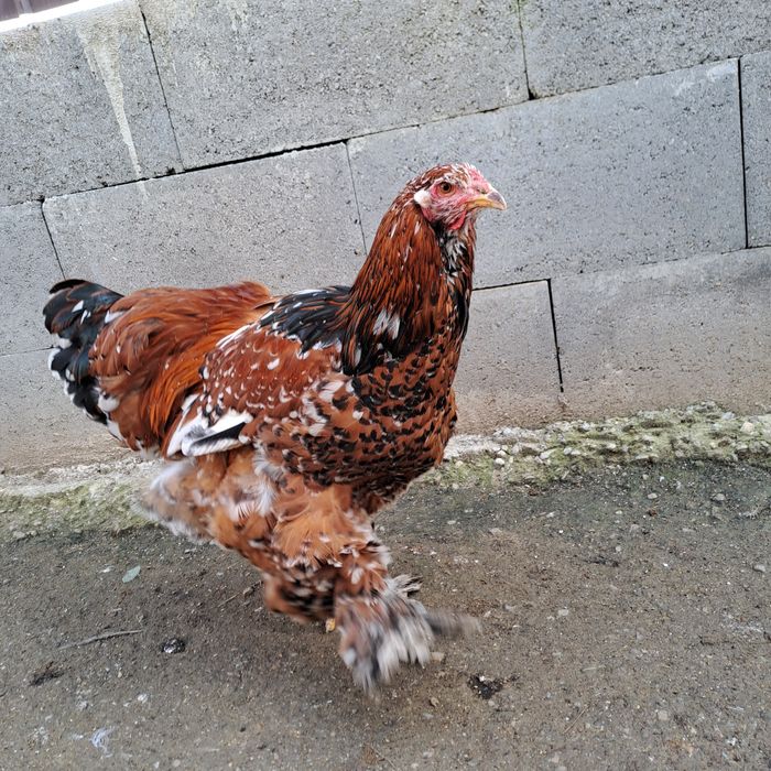 Brahma cauta casa noua