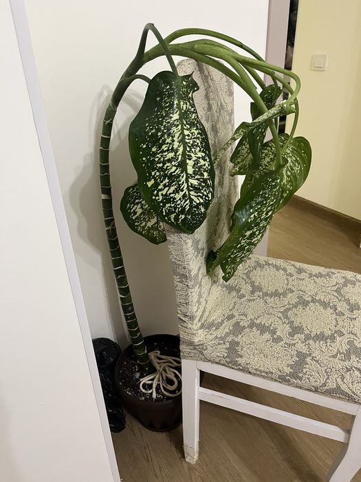 Продам срочно не дорога