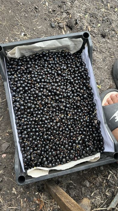 Черная смородина оптом от 750тг