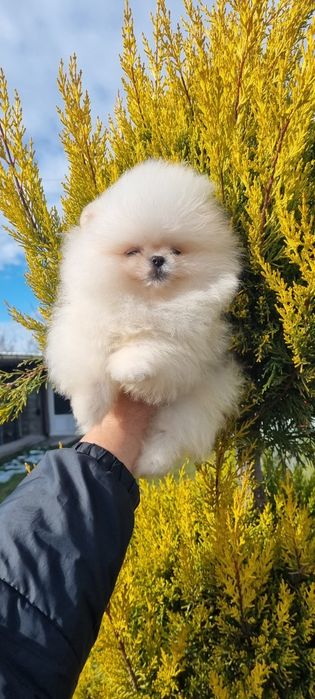 Померан померанче