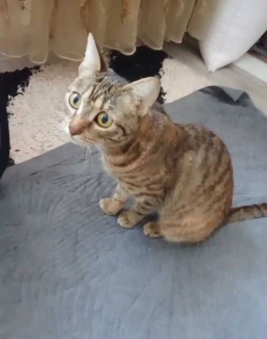 Озорная малышка ищет дом