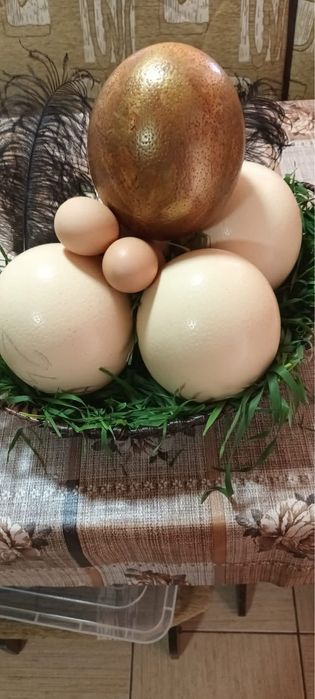 Oua strut pentru consum